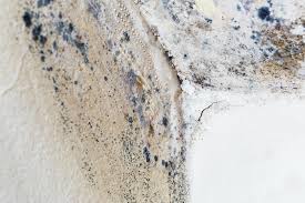 Best Emergency Mold Remediation  in Denver City, TX